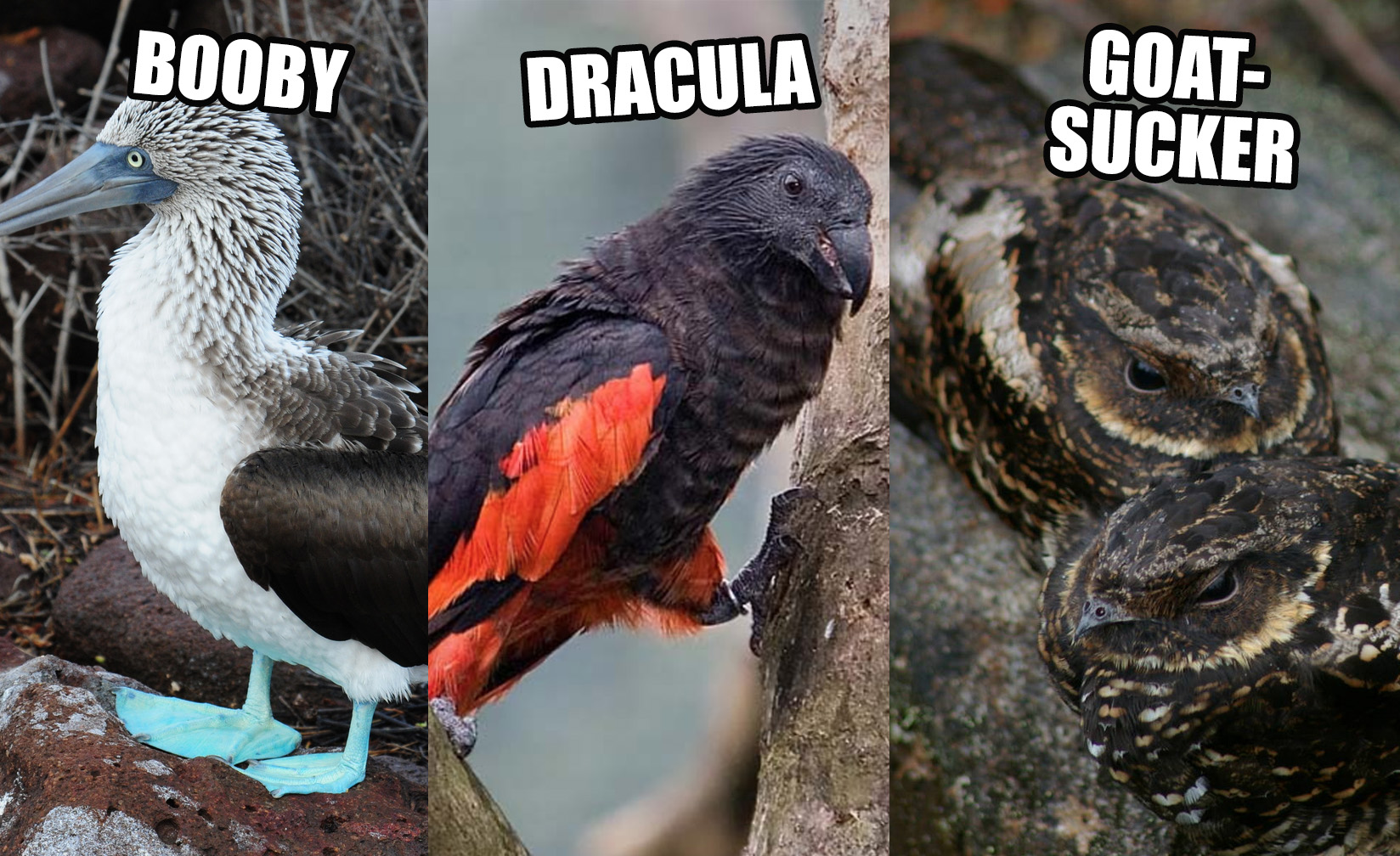 Birds with Unfortunate and Funny Names